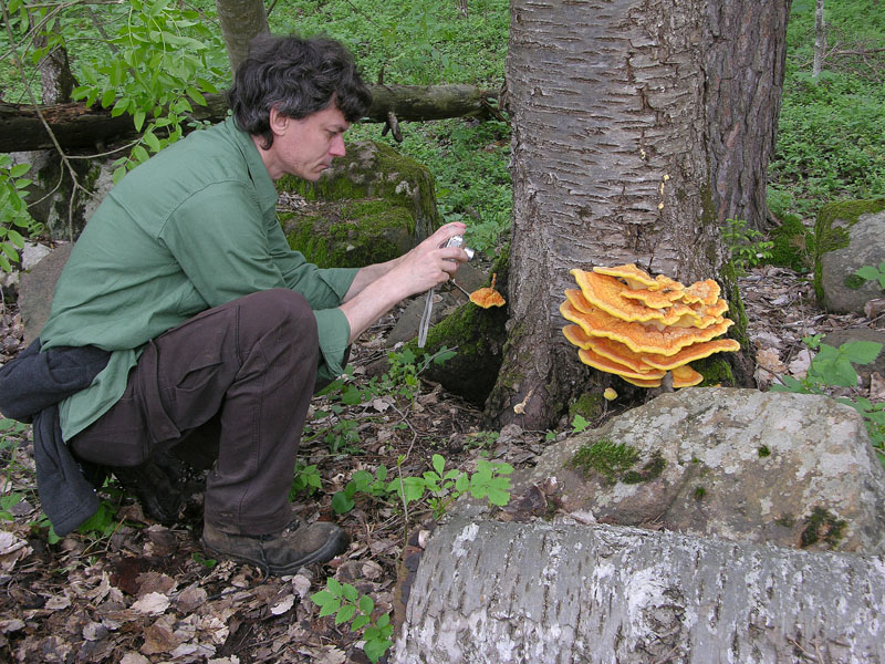 Laetiporus sulphureus(Bull.:Fr.)Murrill